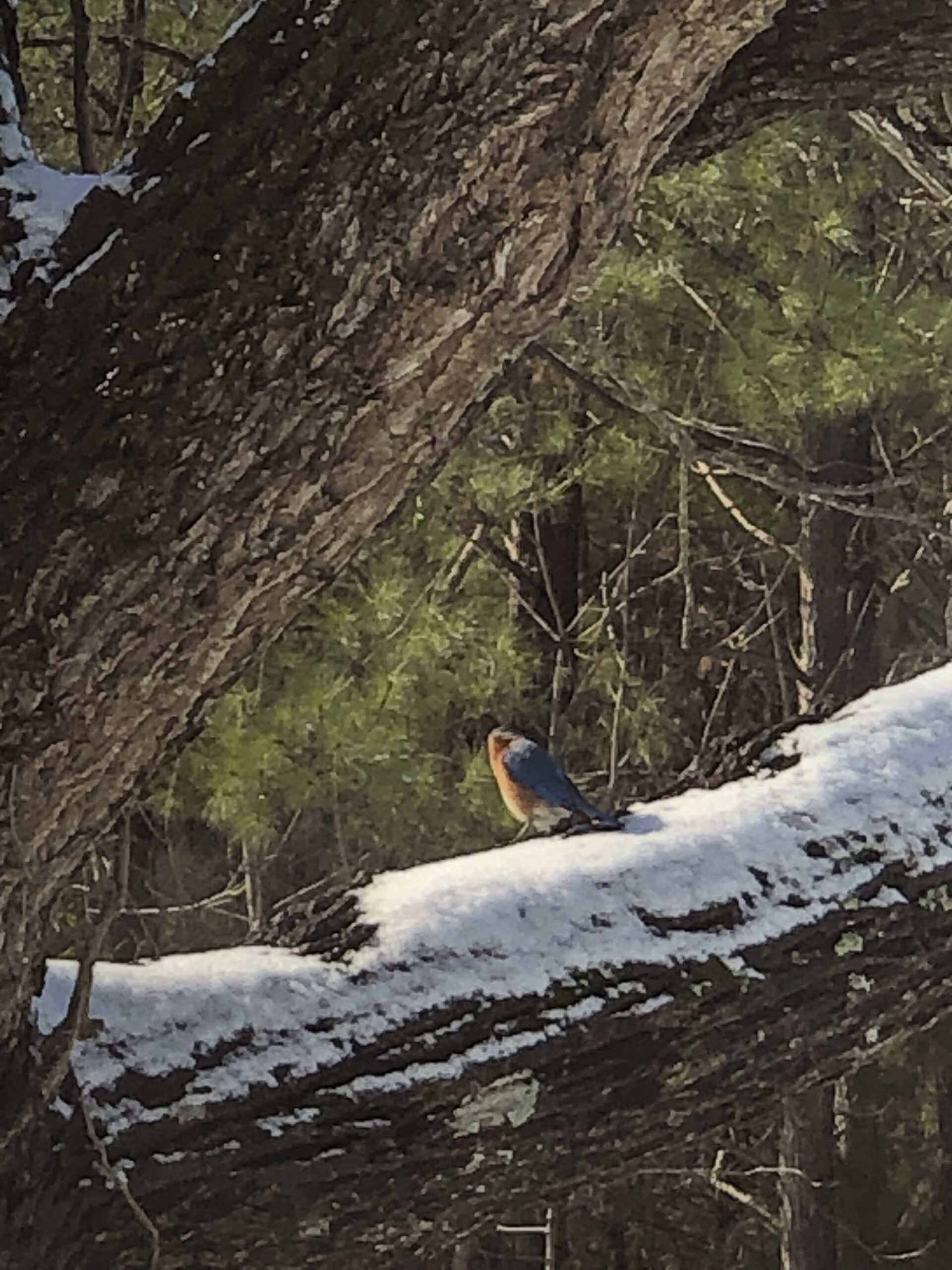 bird on snowy branch