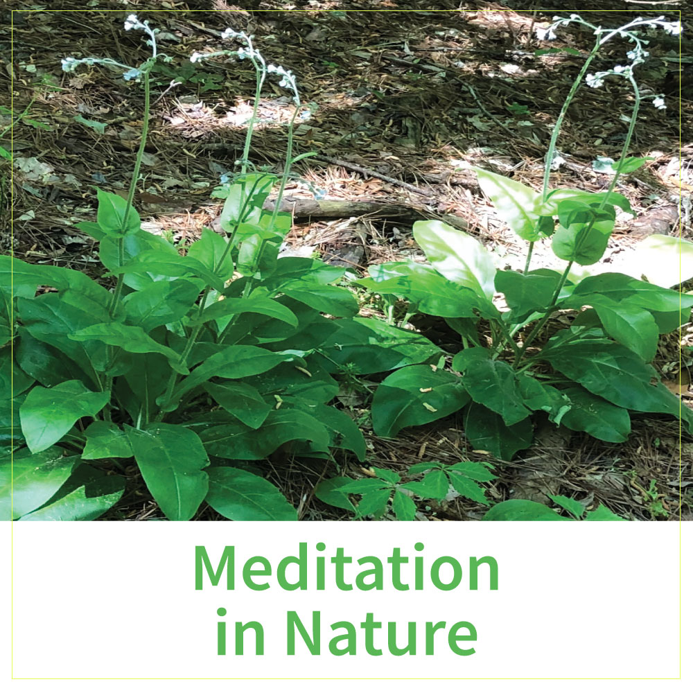 Meditation in Nature