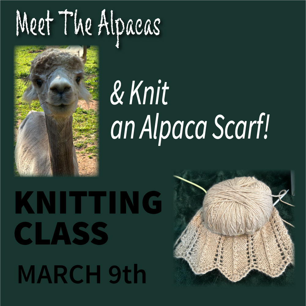 Meet the Alpacas & Knit an Alpaca Scarf